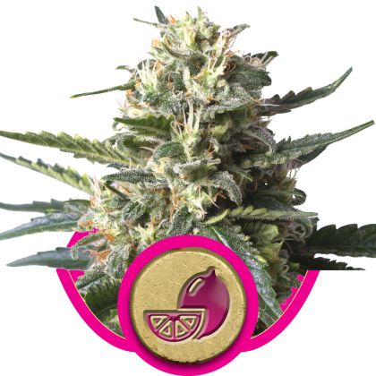 Featured Image of Lemon Shinning Silver Haze