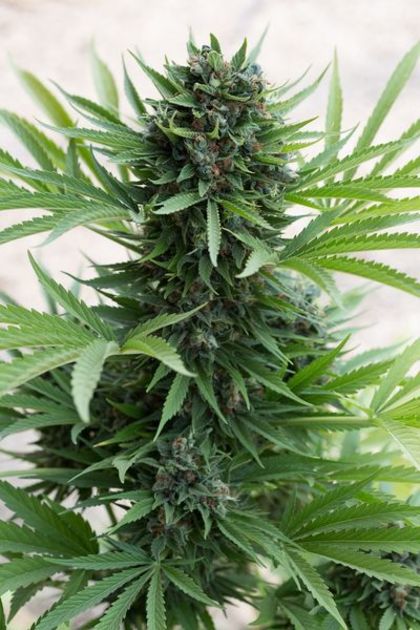 Featured Image of Sour Diesel Auto