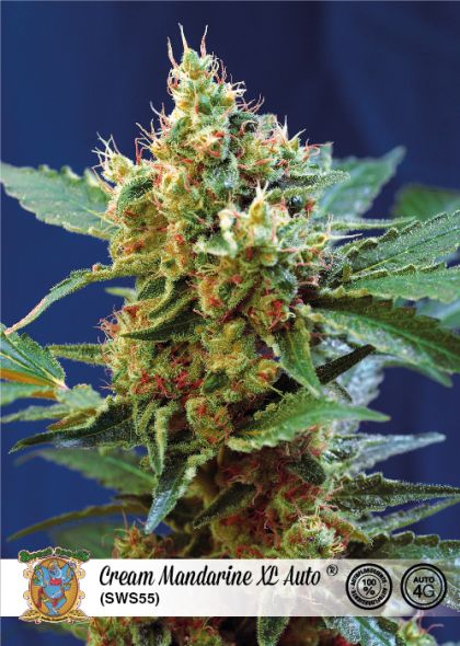 Featured Image of Cream Mandarine Xl Auto