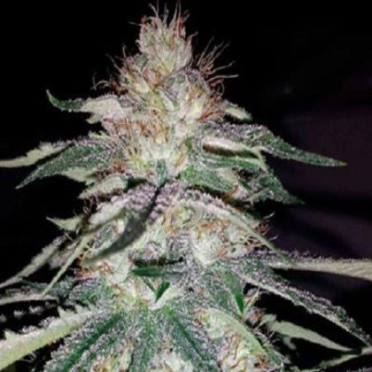 Featured Image of Lost Coast Og