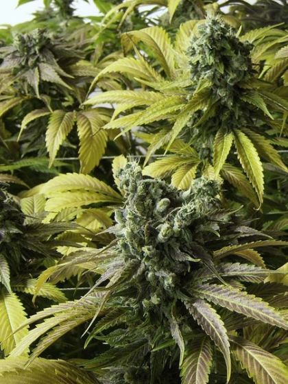Featured Image of Desert Diesel