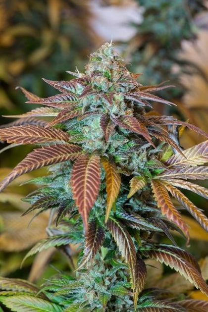 Featured Image of Lemon Kush Headband