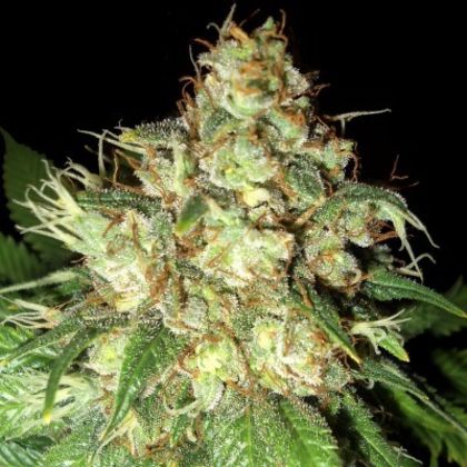 Featured Image of Bubba Cheese Auto
