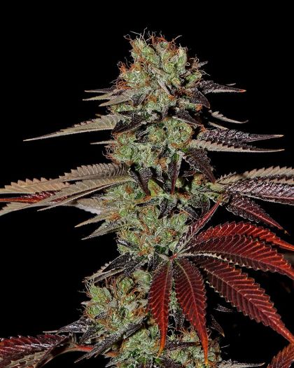 Featured Image of King'S Kush Auto
