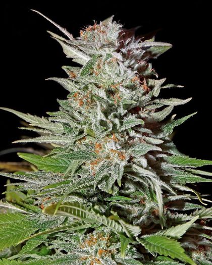 Featured Image of Super Lemon Haze Auto
