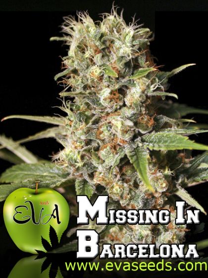 Featured Image of Missing In Barcelona (M.I.B.)