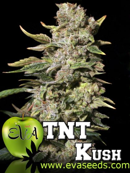 Featured Image of Tnt Kush