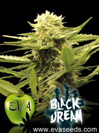 Featured Image of Black Dream
