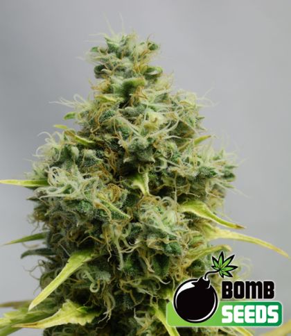 Featured Image of Big Bomb