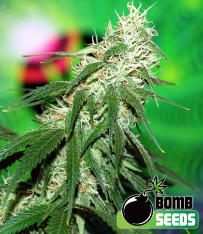 Featured Image of Buzz Bomb