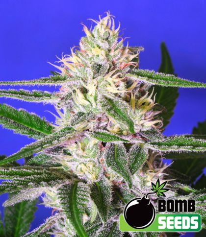 Featured Image of Edam Bomb (Former Cheese Bomb)