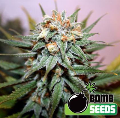 Featured Image of Hash Bomb