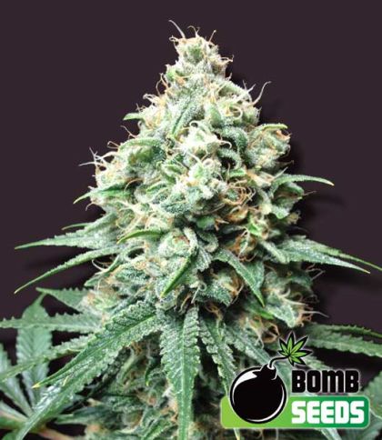 Featured Image of Kush Bomb