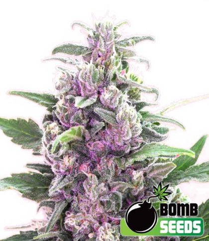 Featured Image of Thc Bomb Auto
