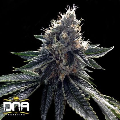Featured Image of Sour Kosher