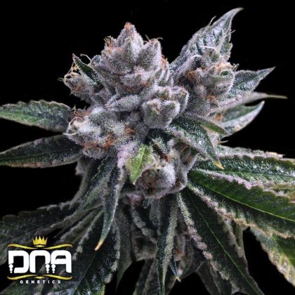 Featured Image of El Fuego Auto
