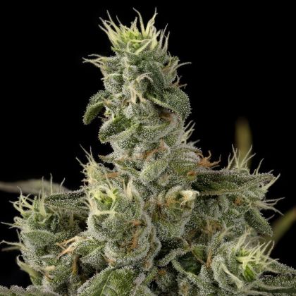 Featured Image of Nicole Kush