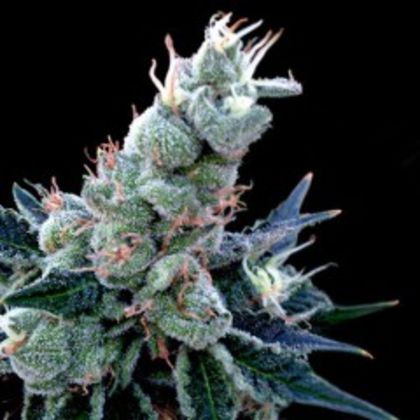 Featured Image of Double Alien 18 (Gyo Collection