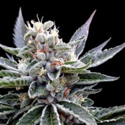 Featured Image of Florida Gold (Gyo Collection