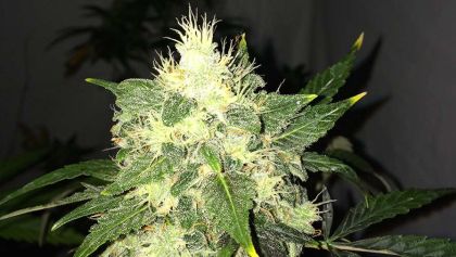 Featured Image of Auto Og Kush