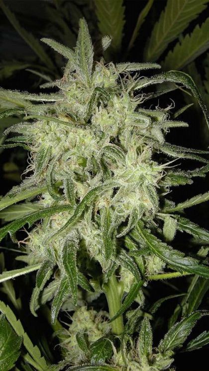 Featured Image of Auto Lemon Og Haze