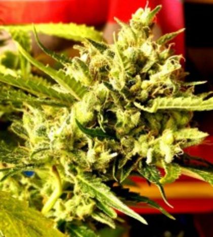 Featured Image of Guava Dub Star