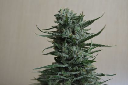 Featured Image of Siberian Haze