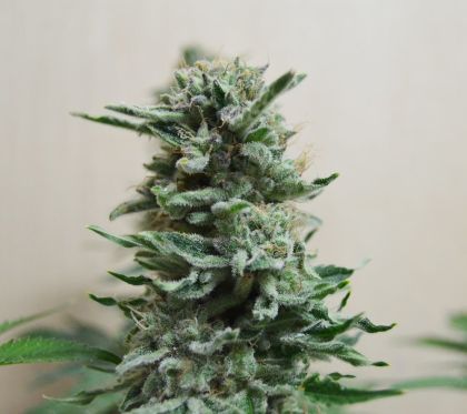 Featured Image of Ak Skunk Auto