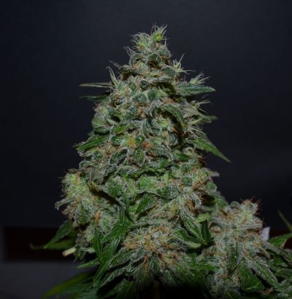 Featured Image of Ak Kush Express