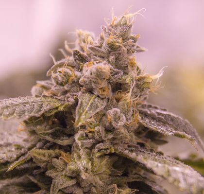 Featured Image of Grape Valley Kush (Formerly Merlot Og)