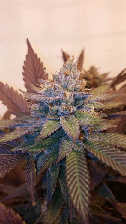Featured Image of Viper City Og 13