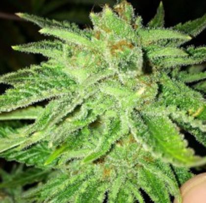 Featured Image of Strawberry Og