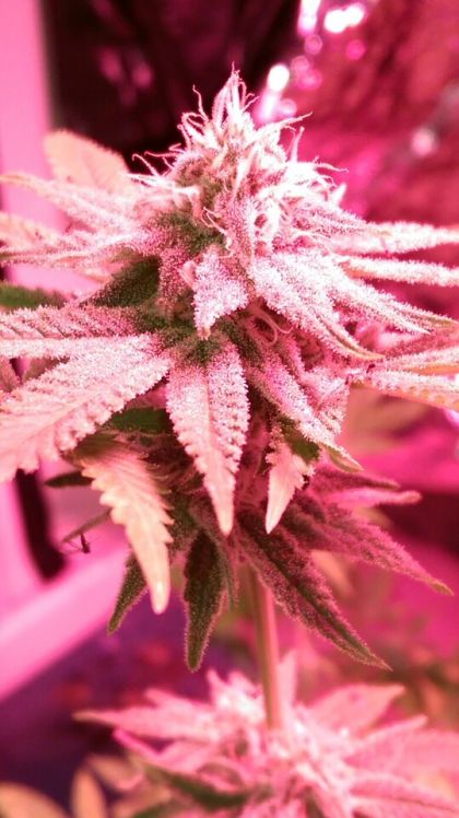 Featured Image of Pink Cadillac