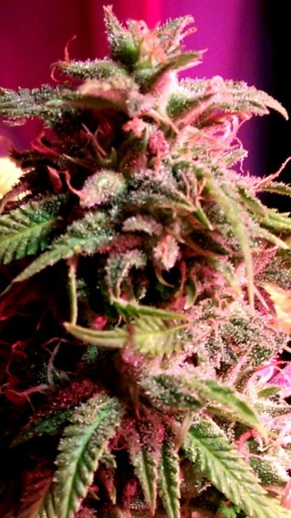 Featured Image of Strawberry Stardawg