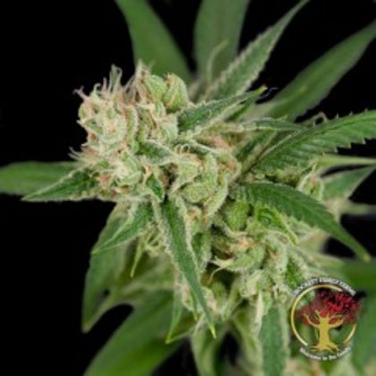 Featured Image of Sour Banana Sherbet (Crockett Family Farms
