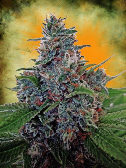 Featured Image of Auto Blue Amnesia