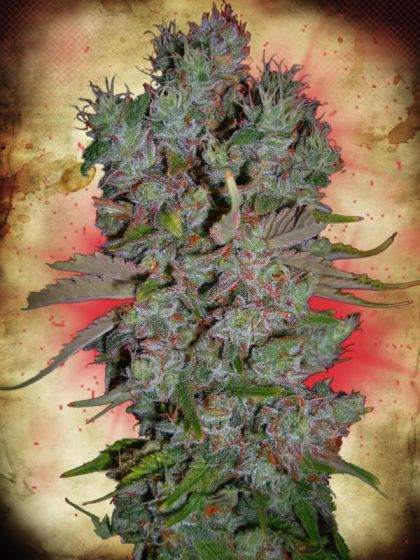 Featured Image of Auto Blueberry Domina
