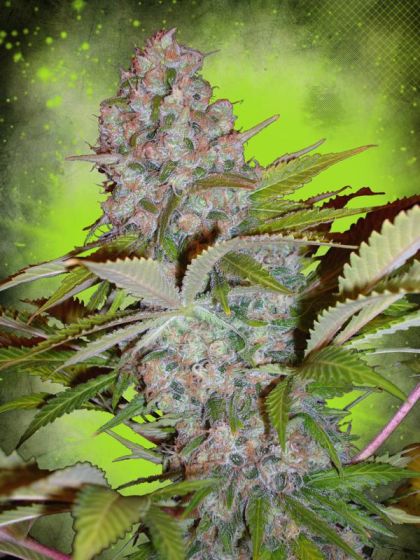 Featured Image of Auto Cheese Nl