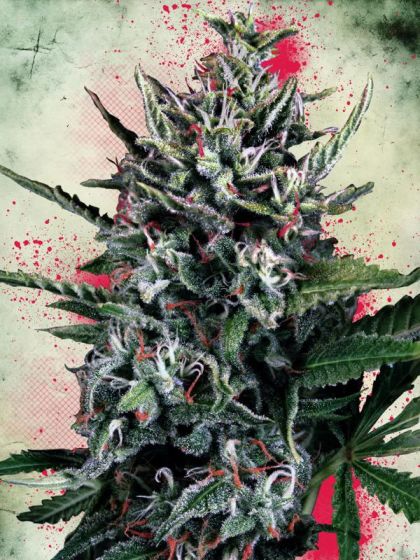 Featured Image of Auto Silver Bullet