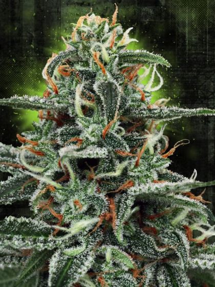 Featured Image of White Widow Moc