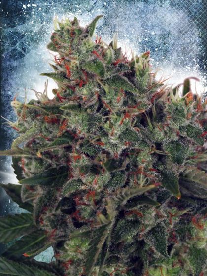 Featured Image of Ultra White Amnesia