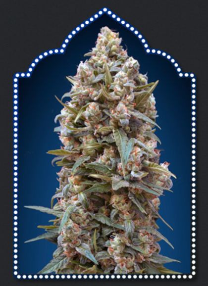 Featured Image of 00 Kush
