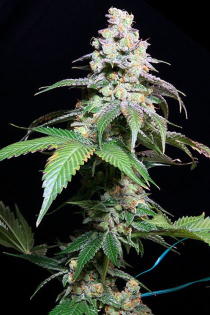 Featured Image of Grape Inferno