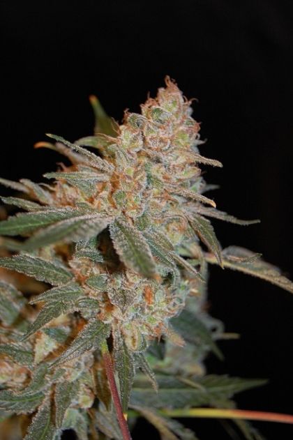 Featured Image of Black Diesel