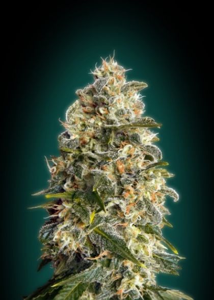 Featured Image of Heavy Bud