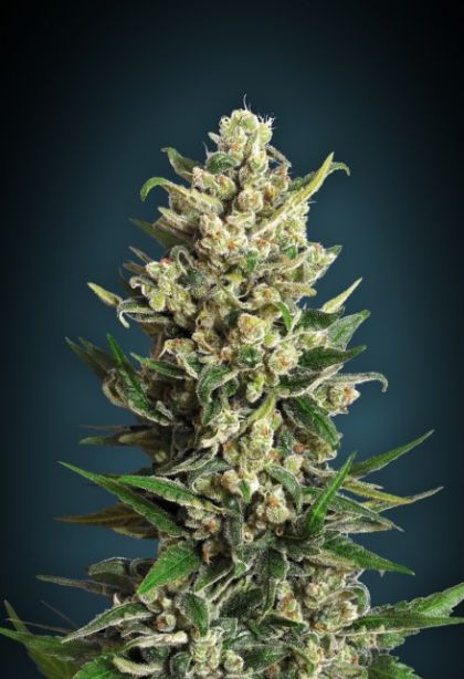 Featured Image of Ice Kush