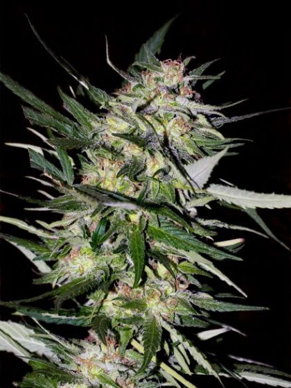 Featured Image of Jack Plant