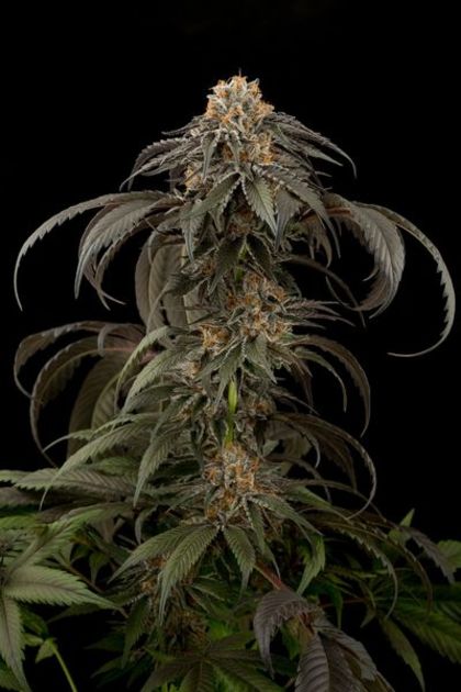 Featured Image of Purple Afghan Kush