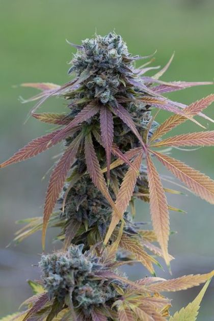 Featured Image of Blue Kush Autoflowering