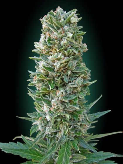 Featured Image of Auto Heavy Bud